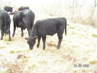 Heifer calf 002.jpg