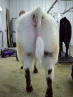 shorthorn heifer- butt.JPG