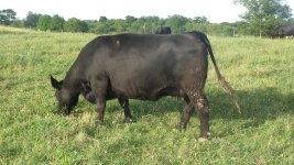 cattle june 22 09 015.jpg