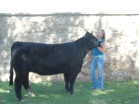 Picture cattle 056.jpg