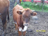 cattle 041.jpg