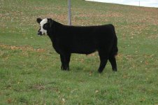 Slightly Modified x Hereford x Red Angus steer 1.jpg