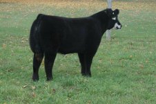 Slightly Modified x Hereford x Red Angus steer 2.jpg