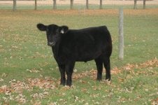 Lutton x Pure bred Angus - Registered Angus steer 2.jpg