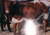 bred cows 006.JPG
