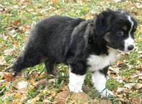 More_puppy_pictures_022.JPG