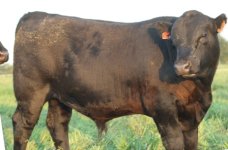 053s bull calf sept 1 2009.jpg
