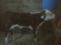 good calf 1.jpg