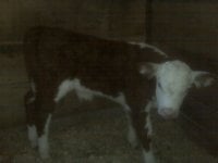 good calf 2.jpg