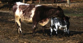 Good Momma  Tyra & Premium Blend calf 3-21-10.JPG