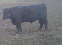 901W Angus bull 4-22-2010.JPG