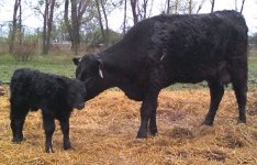 548 cross bred heifer and bull.jpg