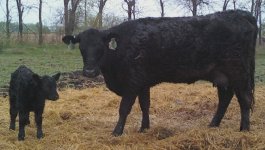 548 heifer bull calf.jpg