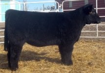 lot-146-sired-by-hard-core (2).jpg