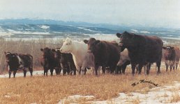 Cattle at Rothney Feb.1988.jpg