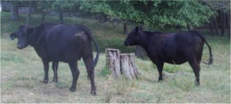 close up of cows.jpg