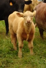 Olivia's calf front 9-10.jpg