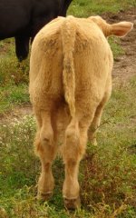 Olivia's calf rear 1 9-10.jpg