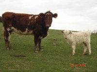 Cow Calf pairs 004.jpg