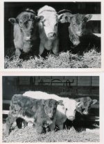 1960's editshorthorn calves.jpg