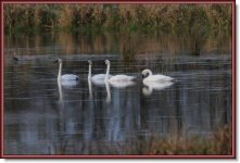Swans LW 10-13-10[1].jpg
