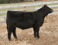 Paddy O'Malley X Commercial Angus taken Dec 5th.jpg