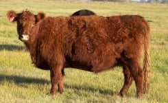 244 Red Galloway cow.jpg