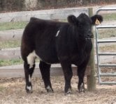 AAY Heifer Picture from Video 2 Internet.jpg