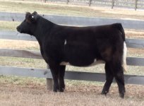 AAY Heifer Picture from Video Internet.jpg