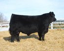 Wheatland Bull 136X.jpg