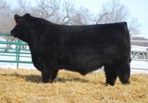 Wheatland Bull 165X.jpg
