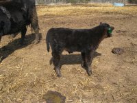 calf pictures 001.jpg