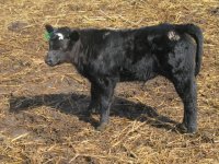 calf pictures 004.jpg