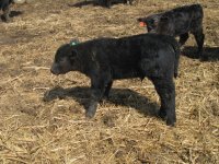 calf pictures 007.jpg