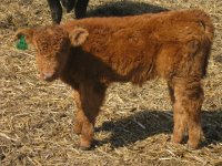 calf pictures 018.jpg