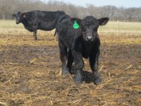 calf pictures 013.jpg
