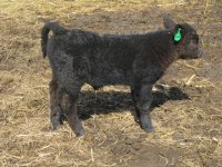 calf pictures 012.jpg
