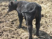 calf pictures 016.jpg