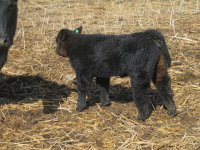 calf pictures 023.jpg