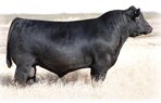 apex cattle copyright.jpg