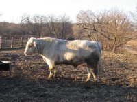 April 2011 White bull 009.jpg
