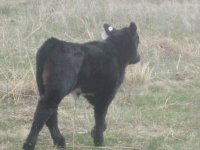 Arapahoe calf smaller for steer planet.jpg