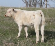 IMG_7553----1035--CALF OUT OF 453--.jpg