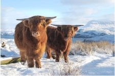 highland-cattle-in-winter-our-local-wild-life-kylesku-united-kingdom+1152_13004794340-tpfil02a...jpg