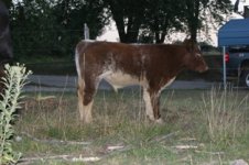 fair 2011 and calves 150.JPG