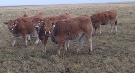 2008 aubrac heifer calves 002.jpg