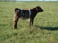 46Y- TD bull calf.JPG