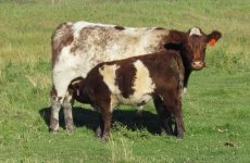 Diamond Uptown Susan 2U and HSF Prophecy 21P bull calf.jpg