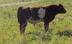 HSF 21P bull calf.jpg