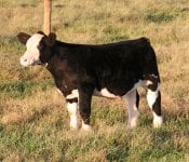 Black and White Heat Wave Steer taken Sept 15th front View Internet.jpg